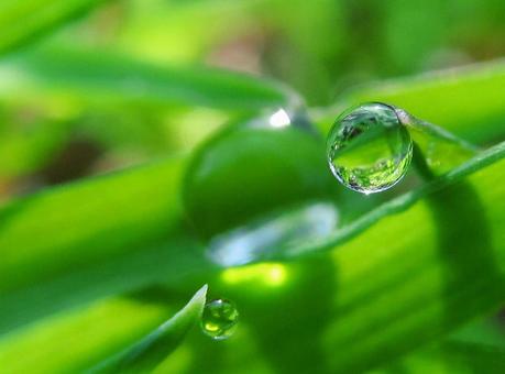 水滴と緑の葉の風景 水滴と緑の葉の風景 水滴,しずく,雨の写真素材