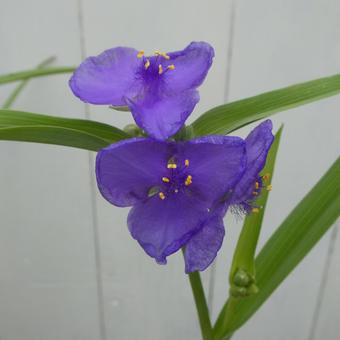 ムラサキツユクサの花 ムラサキツユクサの花 花,ムラサキツユクサ,山野草の写真素材