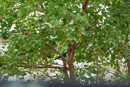木陰で木の実を探すヒヨドリ 木陰で木の実を探すヒヨドリ ヒヨドリ,野鳥,鳥の写真素材