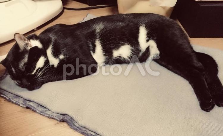 セクシー彼(ネコ) ペット,ネコ,セクシーの写真素材