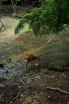 公園の渓流の中で水飲み休憩している鹿 鹿,公園,渓流の写真素材