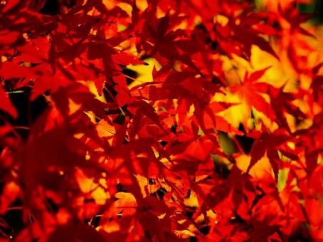 ライトアップされた紅葉 ライトアップされた紅葉の写真