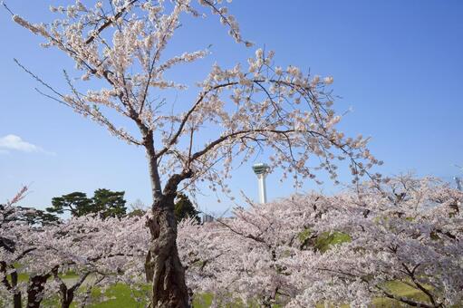 五稜郭公園の桜 ソメイヨシノ,染井吉野,五稜郭の写真素材