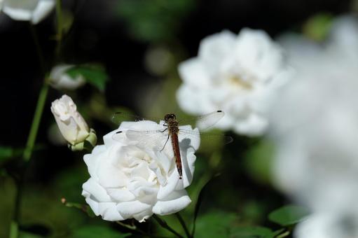 おふさ観音の薔薇 おふさ観音の薔薇の写真