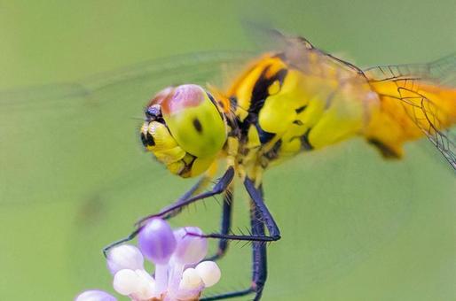 red dragonfly, JPG