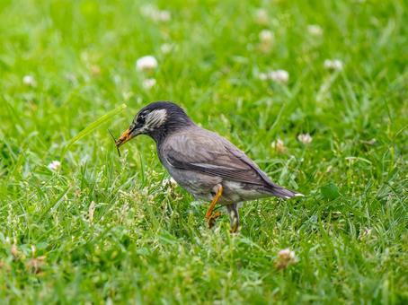 地面を歩くムクドリ 地面を歩くムクドリ ムクドリ,椋鳥,野鳥の写真素材