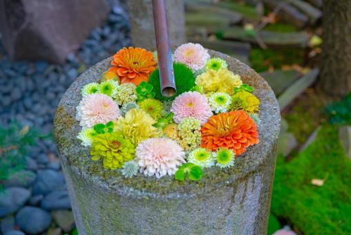 色鮮やかな花手水 花手水,花,手水鉢の写真素材