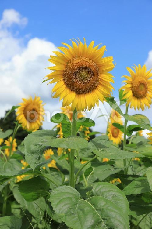 真夏のひまわり畑 向日葵,ひまわり,花の写真素材