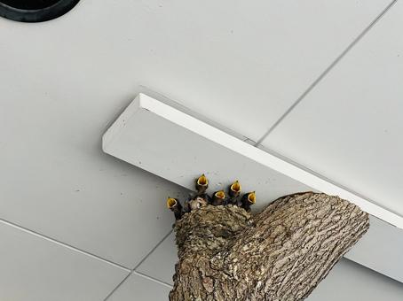 餌をねだるツバメのヒナたち 餌をねだるツバメのヒナたち ツバメ,燕,巣の写真素材