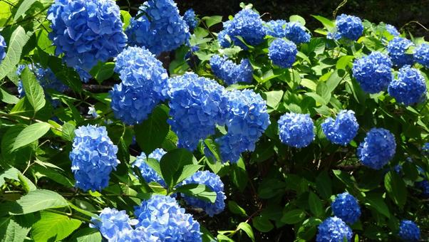 紫陽花の鮮やかな青 紫陽花の鮮やかな青 紫陽花,梅雨,青いの写真素材