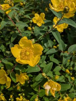キンシバイ キンシバイ 金糸梅,花,黄色の写真素材