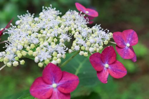 Hydrangea, JPG