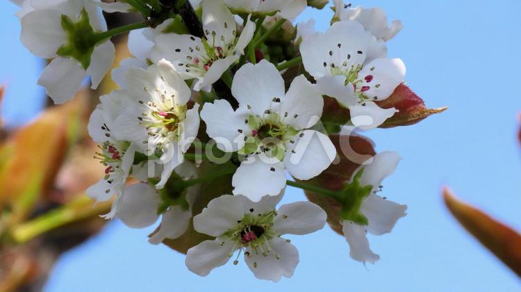 笛吹市桃源郷では梨の花も満開 梨の花,春,桃源郷の写真素材