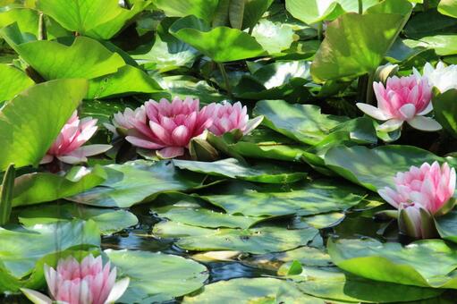 睡蓮 睡蓮,蓮,ロータスの写真素材