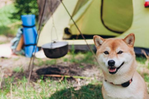 青い荷物の横に立つ犬の写真