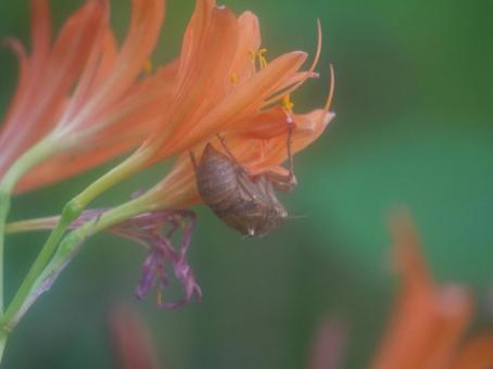Photo, a fox rider, cicadian shell, summer, 