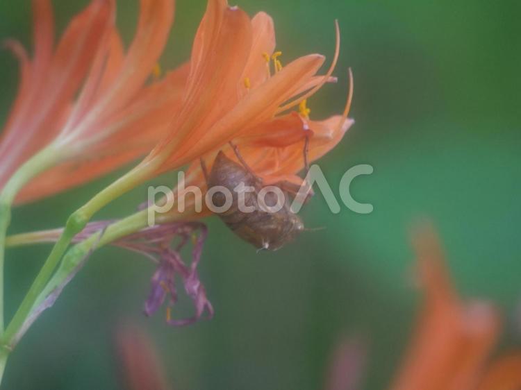 キツネノカミソリとセミの抜け殻 キツネノカミソリ,セミの抜け殻,夏の写真素材