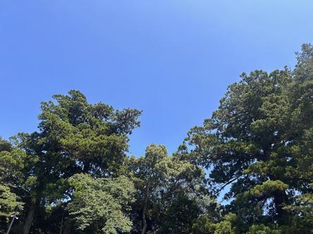 空と木1 空と木1 空,風景,自然の写真素材