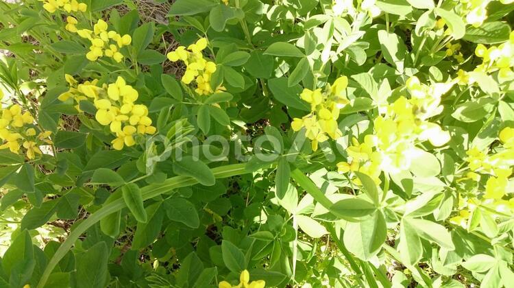 初夏の日射しを浴びて センダイハギ,日射し,初夏の写真素材