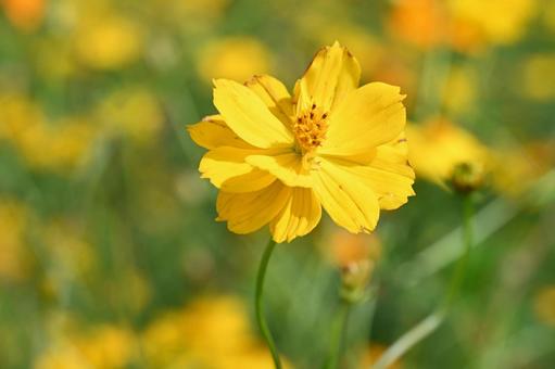 希望の丘農園で撮ったキバナコスモスの花 希望の丘農園で撮ったキバナコスモスの花 園芸,ガーデニング,キバナコスモスの写真素材