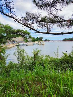 松島の風景1(陸地から) 松島の風景1(陸地から) 木,枝,枝先の写真素材