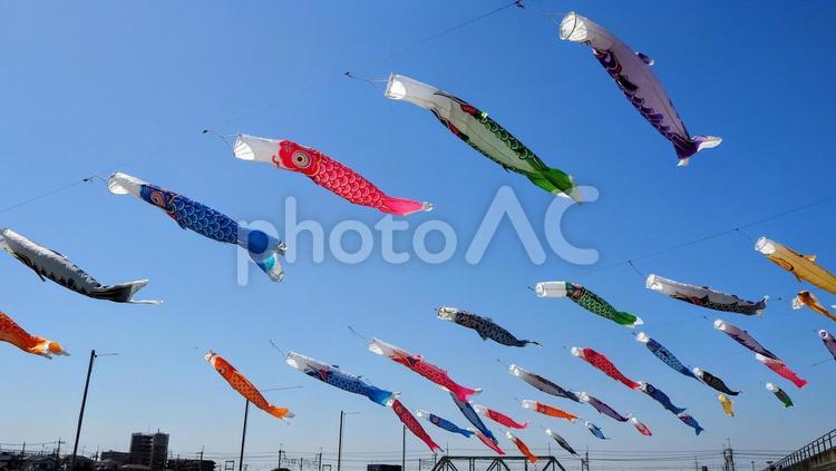 初夏の新中川・辰巳新橋の鯉幟（江戸川区） 初夏,こいのぼり,辰巳新橋の写真素材