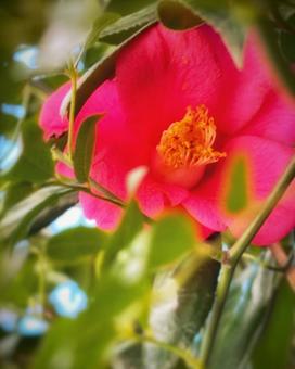 赤色の椿の花のアップ 赤色の椿の花のアップ 椿,ツバキ,厚葉木の写真素材