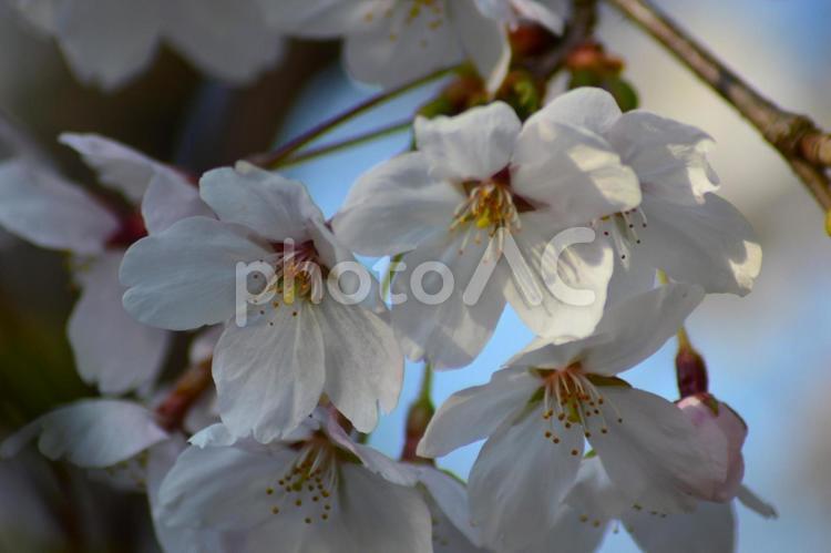 青空と桜（サクラ）染井吉野 サクラ,庭木,桜の写真素材