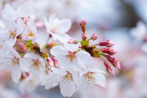 ソメイヨシノ(桜) ソメイヨシノ(桜)の写真