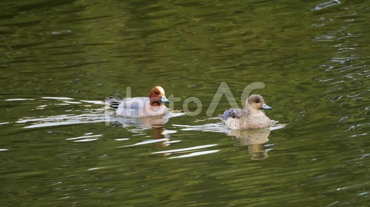 親水池を優雅に舞う冬の使者ヒドリガモ ヒドリガモ,鴨,渡り鳥の写真素材