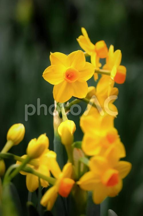 美しい水仙の花 花,水仙,スイセンの写真素材