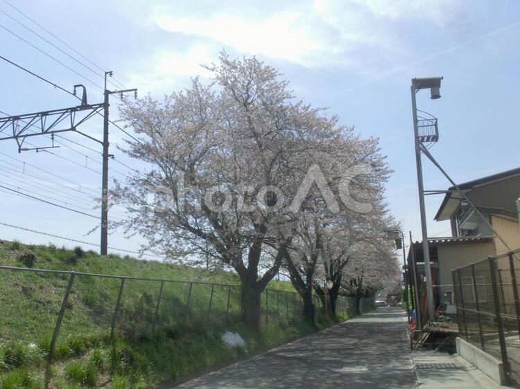 線路沿いの桜 桜,線路,山梨の写真素材