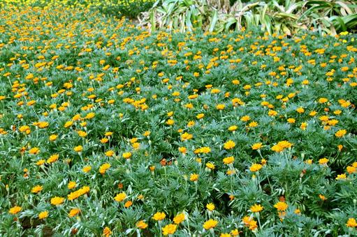 オレンジのマリーゴールド オレンジのマリーゴールドの写真