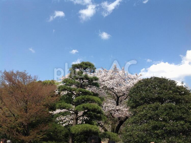 皇居の風景 桜,さくら,皇居の写真素材