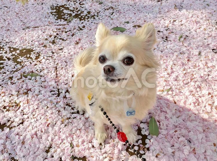 桜の花びらの上にお座りしているチワワ チワワ,ロングコートチワワ,桜の花びらの写真素材