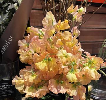 スイートピー スイートピー,sweetpea,花の写真素材