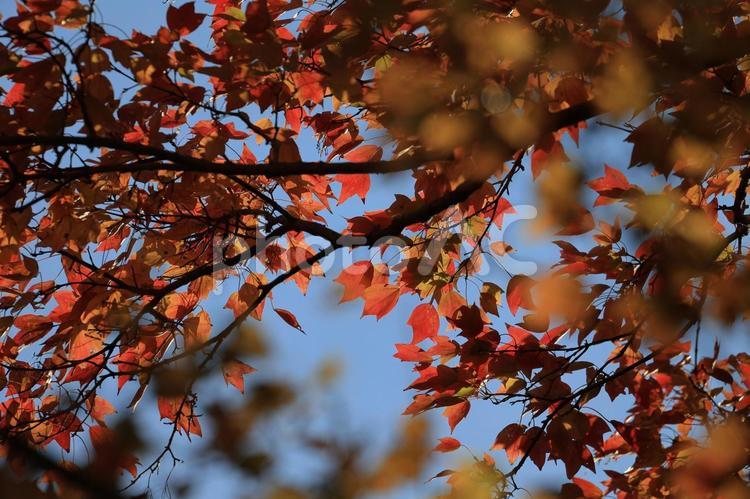 トウカエデ トウカエデ,紅葉,赤い葉の写真素材