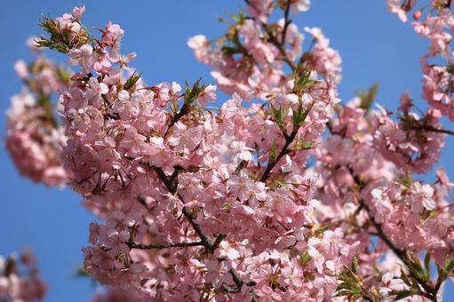 Kawazu cherry blossoms, JPG