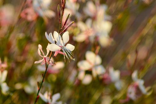 秋のガウラ（ハクチョウソウ） ガウラ,花,ハクチョウソウの写真素材