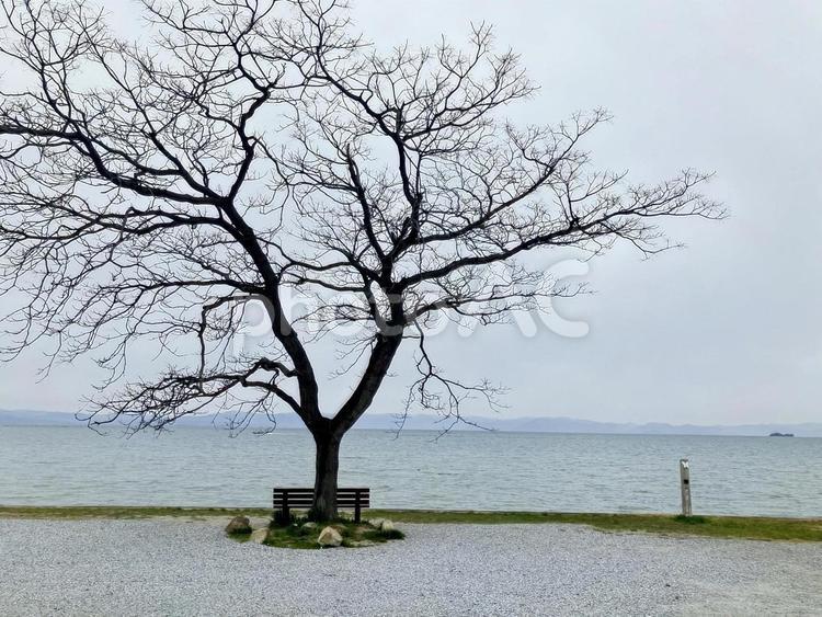 湖畔の冬木とベンチ 湖,湖畔,木の写真素材