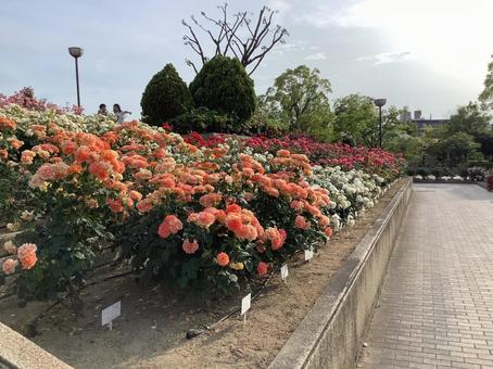 ばら 福山市,福山,福山ばら祭の写真素材