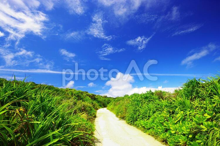 南国沖縄の紺碧の空と亜熱帯植物 沖縄,自然,植物の写真素材