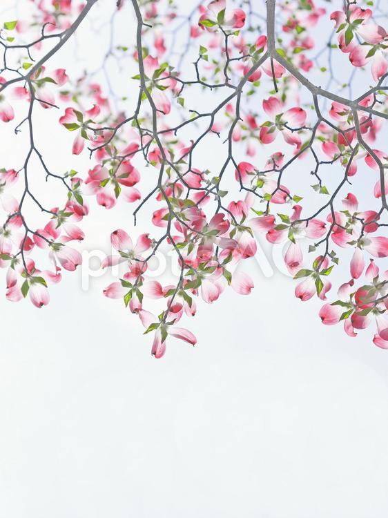 ハナミズキ　花水木　ピンクの花 ハナミズキ,花水木,はなみずきの写真素材