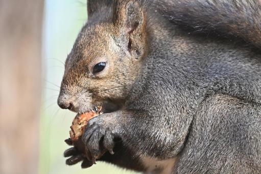 リス エゾリス,哺乳類,野生の写真素材