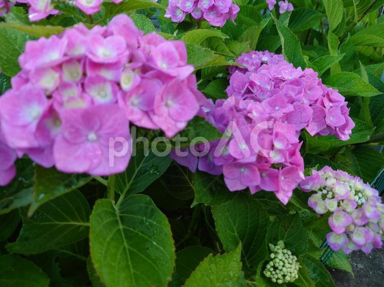 梅雨を知らせるアジサイ アジサイ,紫陽花,ピンクの写真素材