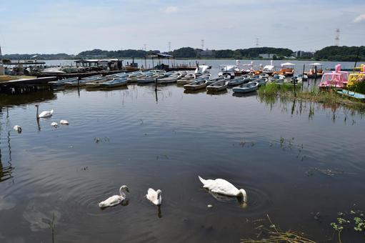 手賀沼 利根川水系 手賀沼,利根川水系,利根川水系の湖沼の写真素材