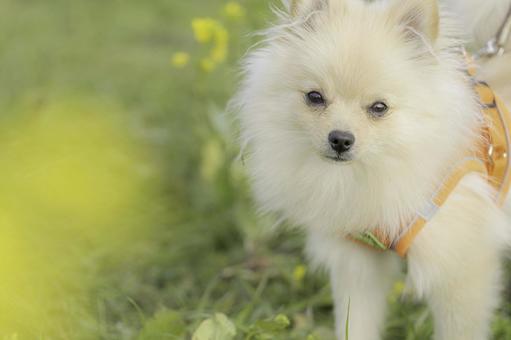 ポメラニアン【生後約7か月】 ポメラニアン【生後約7か月】 ポメラニアン,犬,いぬの写真素材