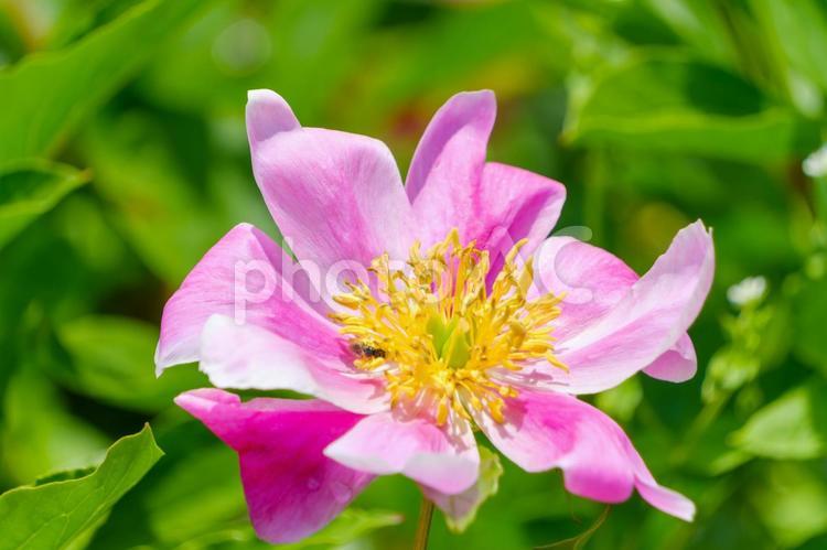 初夏に咲くピンクの牡丹 牡丹,花,花びらの写真素材