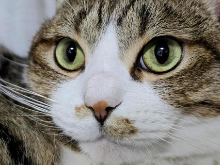Staring cat, JPG
