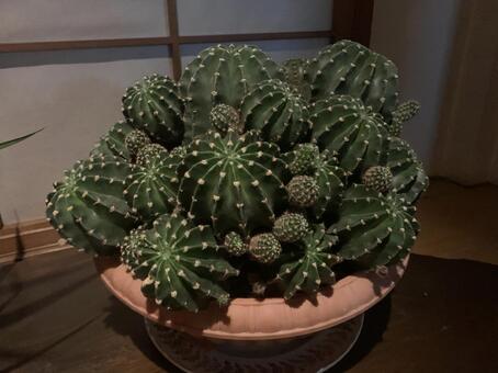 2025.10 サボテン 鉢植え,多肉植物,サボテンの写真素材